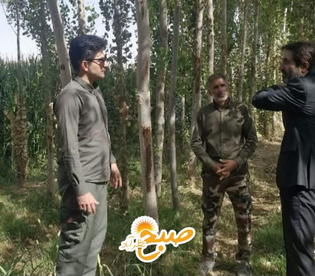 بازدید مقامات نظرآباد از طرح زراعت چوب ۵ هکتاری!