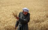 وعده وزیر جهاد کشاورزی برای پرداخت مطالبات گندمکاران