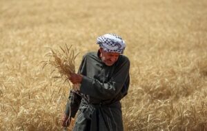 وعده وزیر جهاد کشاورزی برای پرداخت مطالبات گندمکاران وعده وزیر جهاد کشاورزی برای پرداخت مطالبات گندمکاران